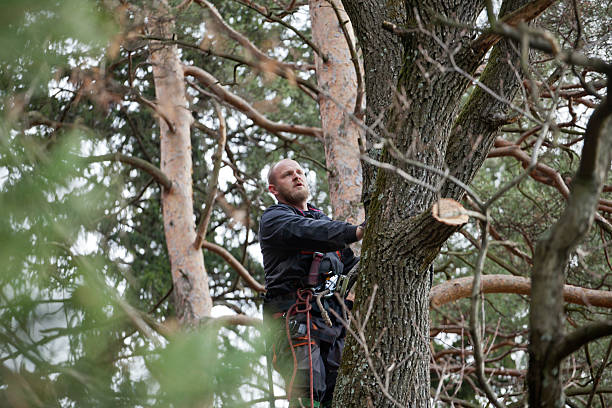 Mattoon, IL Tree Care Company